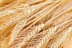 Golden brown ripe wheat ears close up