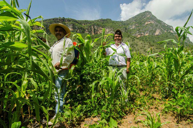 Foto: Aplicacion de biofertilizantes en milpas