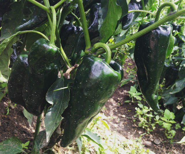 chiles-640